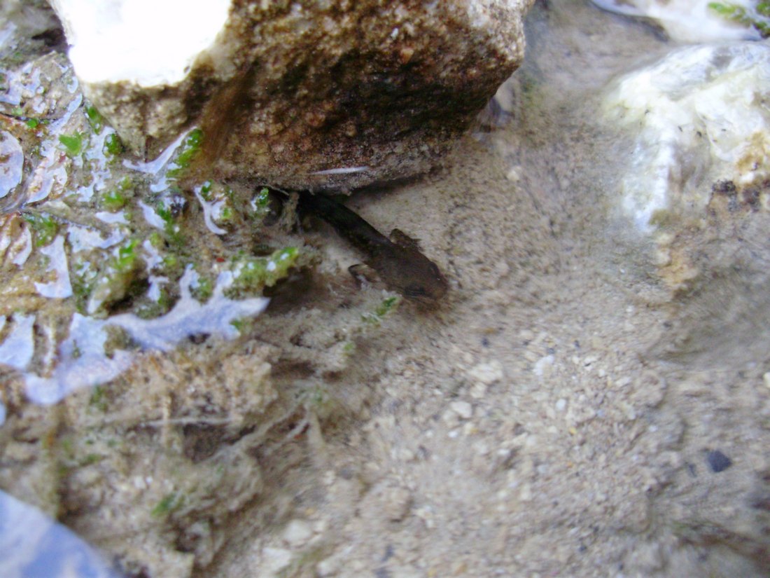 Popolazione di S. salamandra molto numerosa